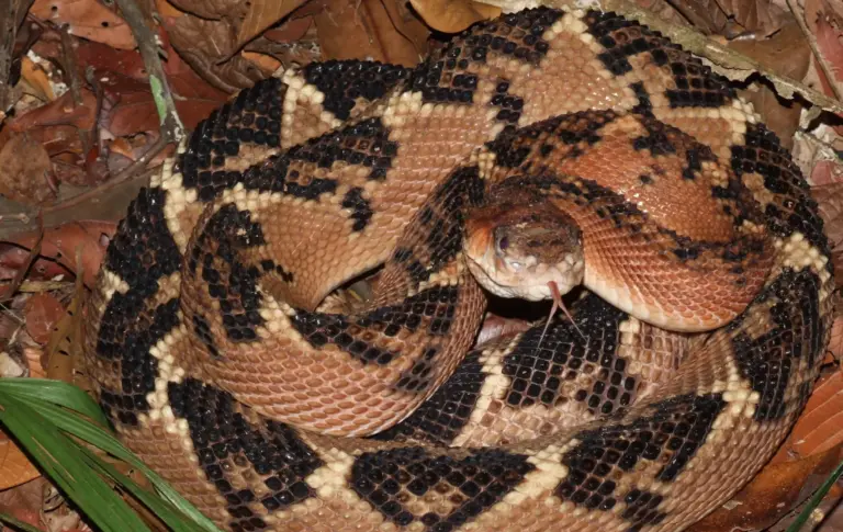 Surucucus e conservação: além do medo, a importância das florestas e dos animais mal interpretados.