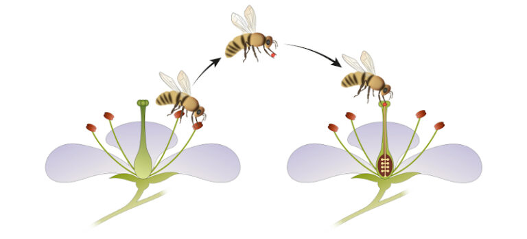 Você sabe como a regulação genética das plantas atrai os polinizadores?